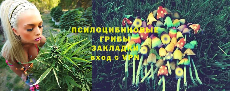 Псилоцибиновые грибы Cubensis  Николаевск-на-Амуре 